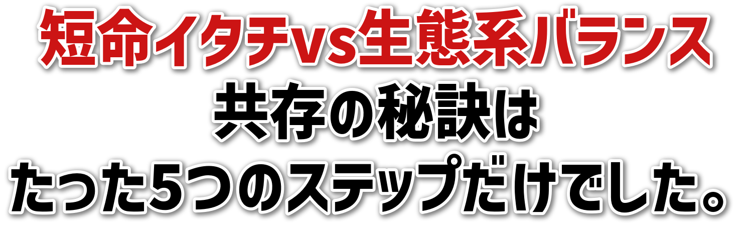 ZC^`vsԌnoX<br>̔錍<br>5̃XebvłB