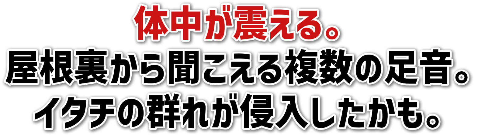 ̒kB<br>畷镡̑B<br>C^`̌QꂪNB
